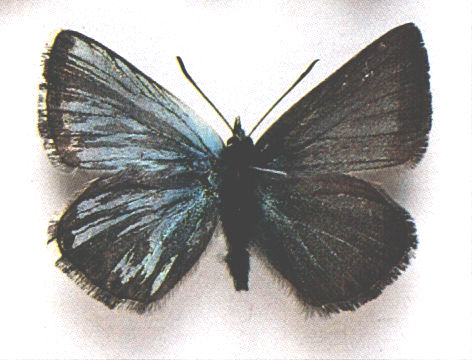 Lysandra coridon Melanic mosaic, Dorset, 1992 (Internet Image property of respective owner, non-commercial use only)